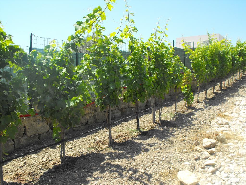 Agriturismoeloropizzuta Lido di Noto Dış mekan fotoğraf